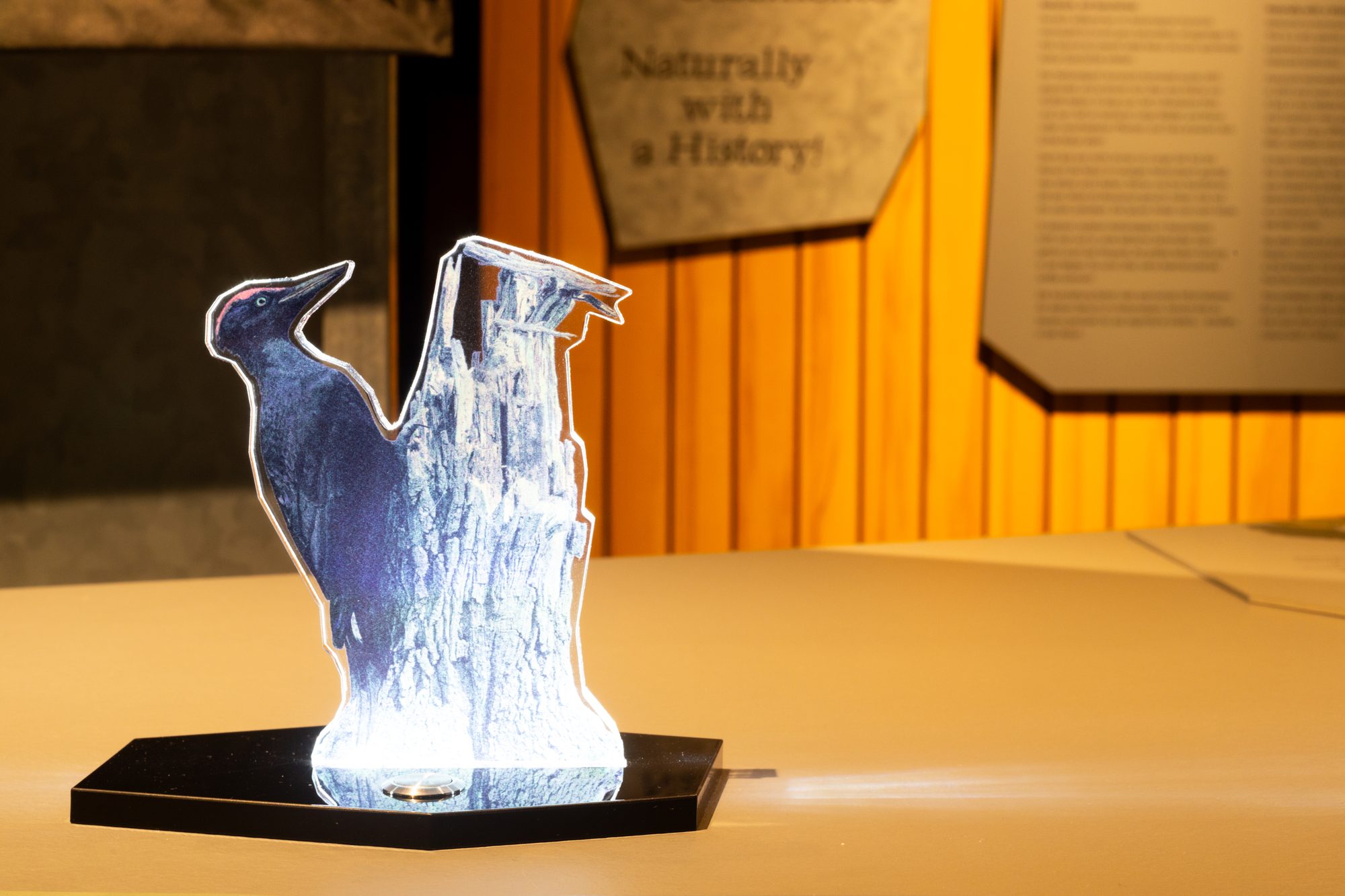 Keltenpark — beleuchtetes Acryl-Exponat mit Specht-Motiv auf schwarzem Sockel vor der Ausstellungswand